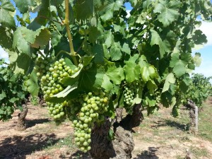 Vinstockar 
